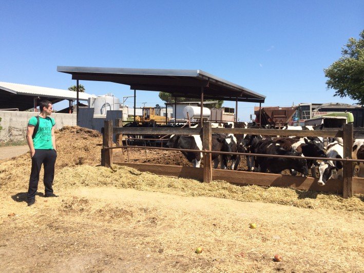 Matija Kopic with cows