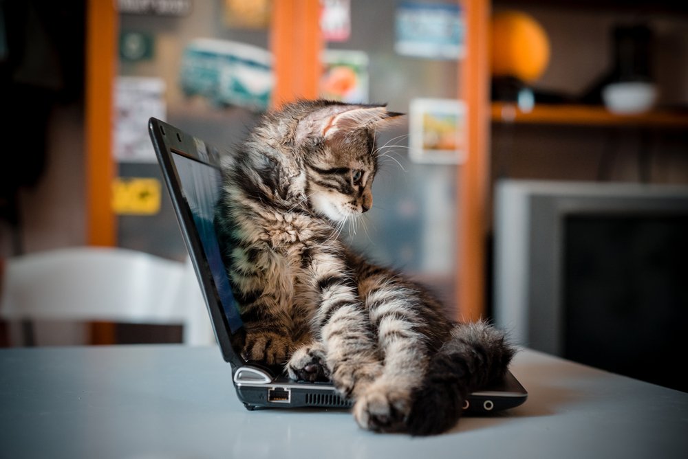 Furry ambitions: 10 European startups for you and your pet