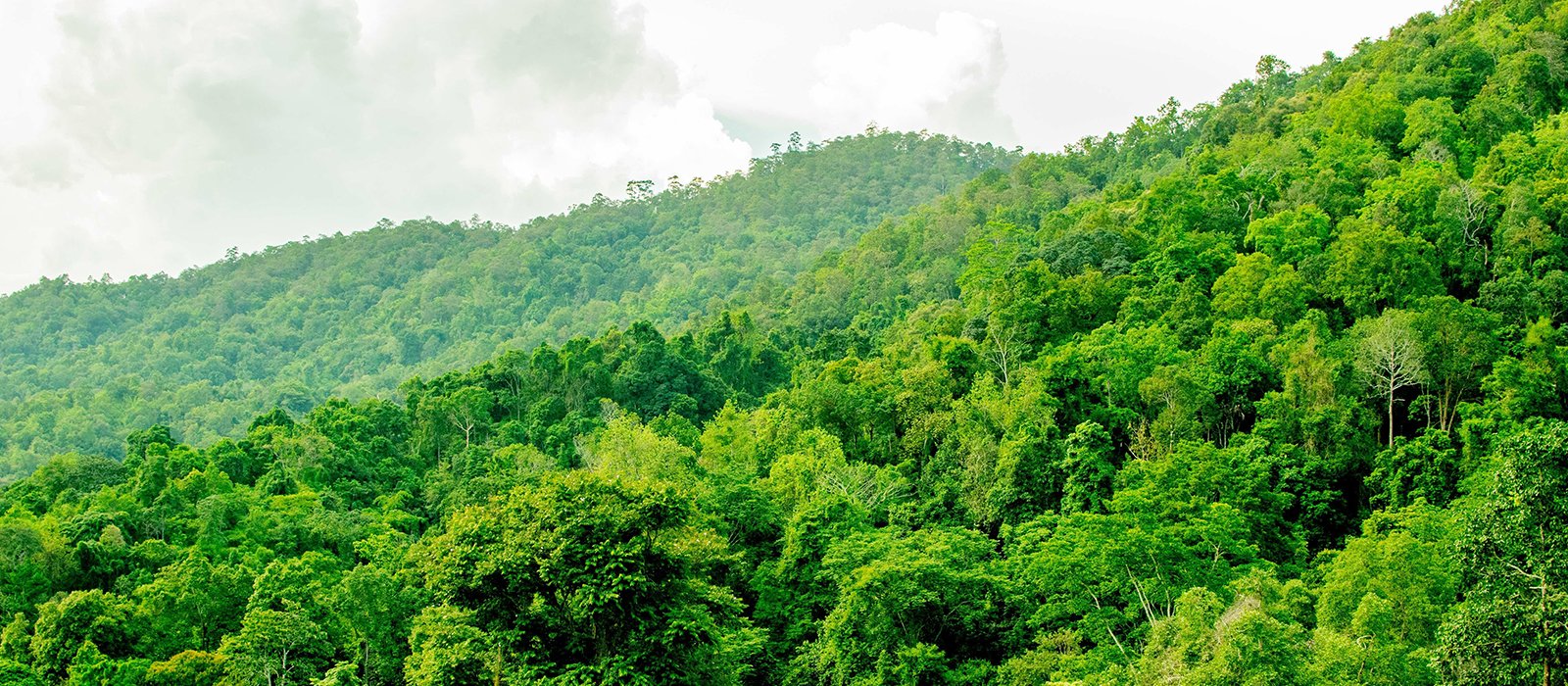 London-based carbon offset ratings provider Sylvera raises $7.8 million, seeks to bring new levels of transparency to the market