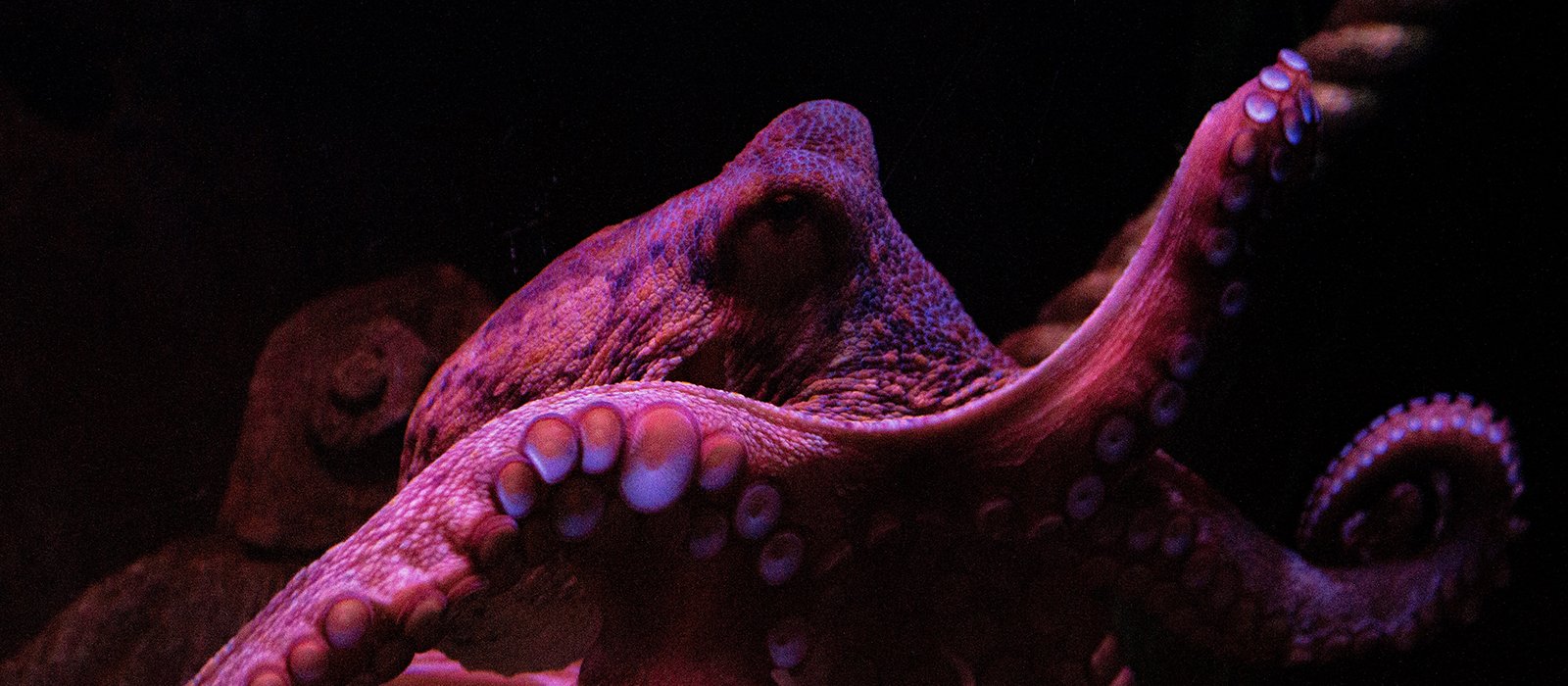 London’s B2B online community SaaS Zapnito raises £3.3 million in Series A round from Octopus Ventures