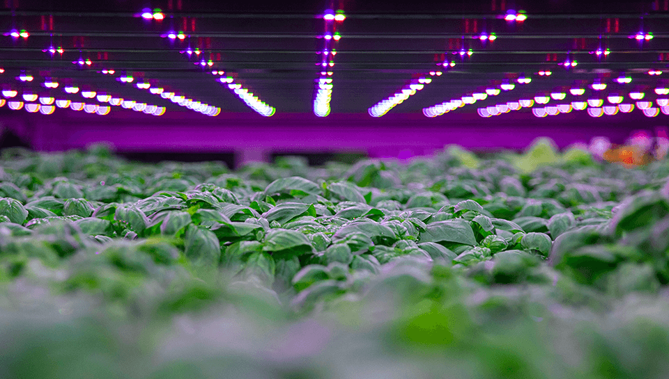 Scottish agritech Intelligent Growth Solutions raises £42 million in new round