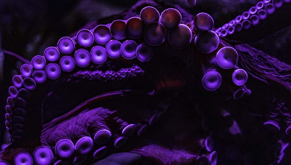 As Kraken's venture arm closes its $65 million fund, here's a sneak peek at its plans (and brand new hire) for Europe