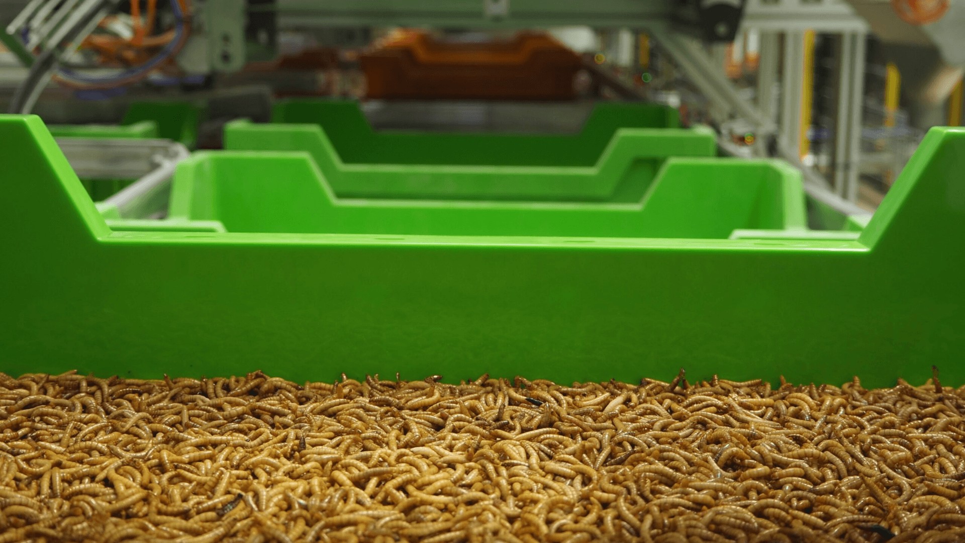 French insect farming startup hatches plan to take on the U.S. backyard chicken market