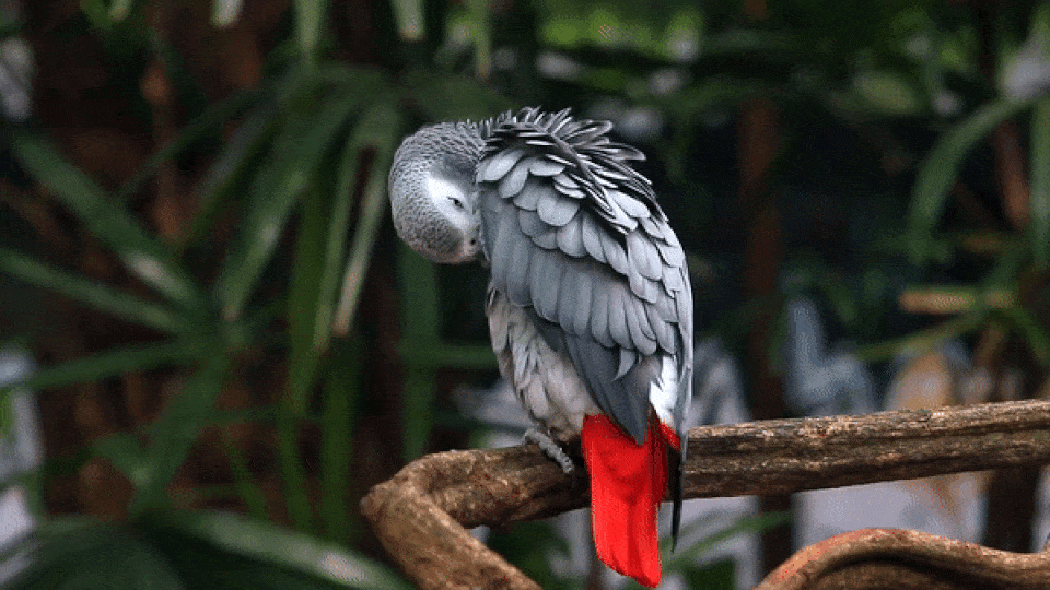 Greyparrot preens $11 million in Series A round