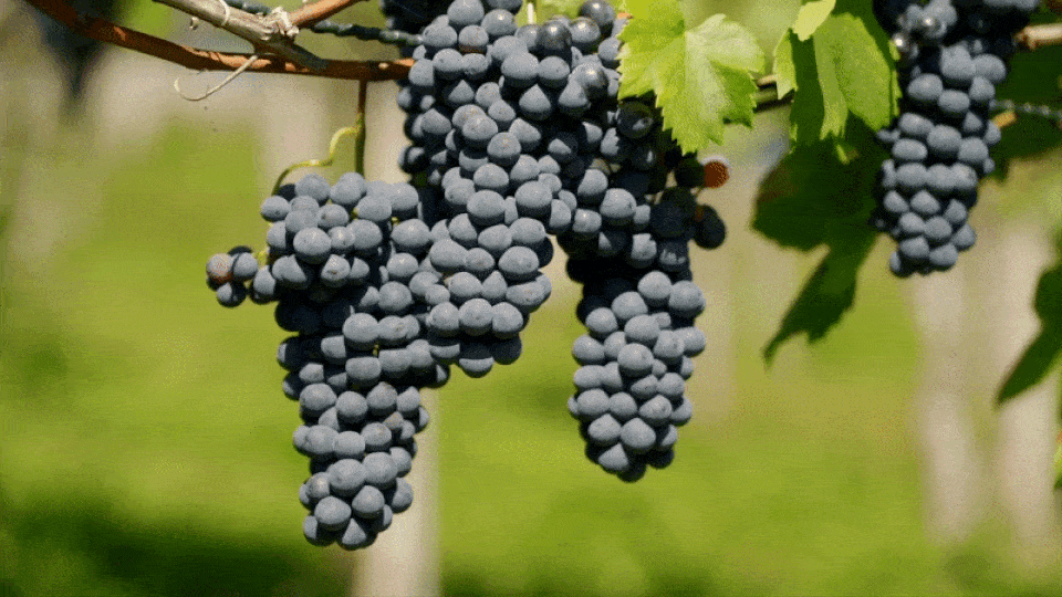 Building beyond beta, Berlin’s bunch bunches together €7.3 million