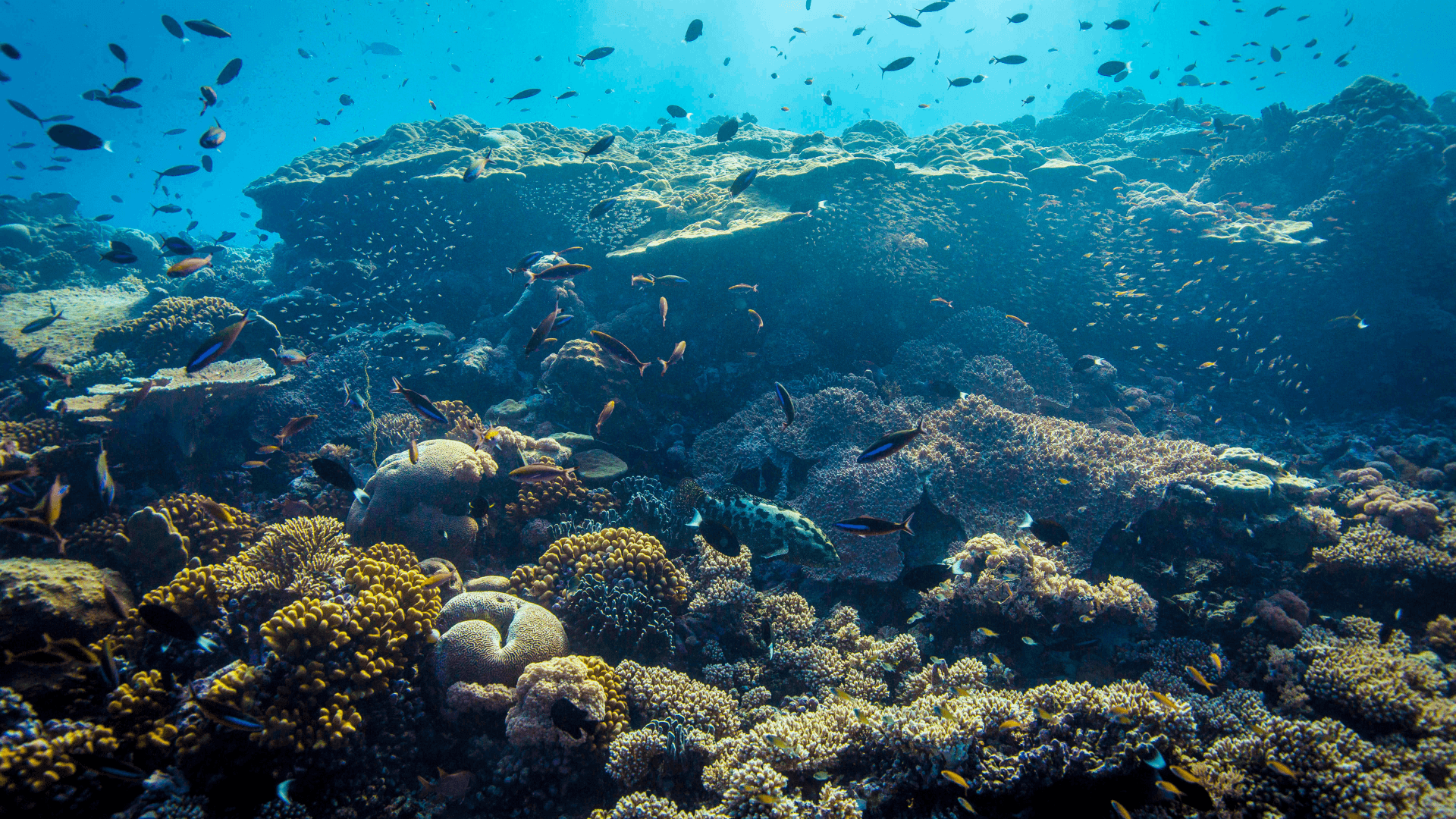 Monaco backs London-based Ocean 14 Capital with €10 million to supercharge the blue economy