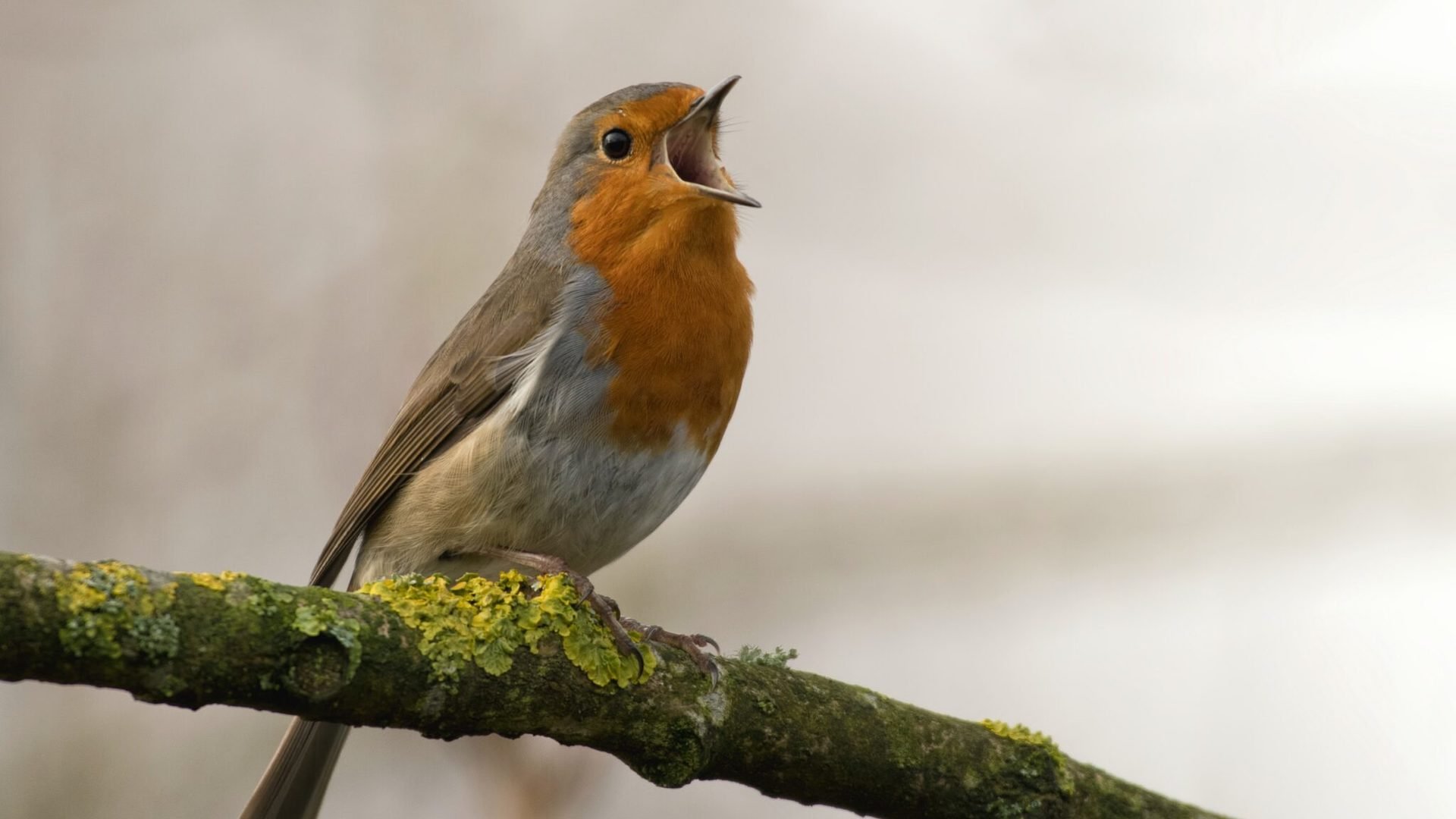MessageBird goes for a smaller nest, lets go of almost a third of its staff