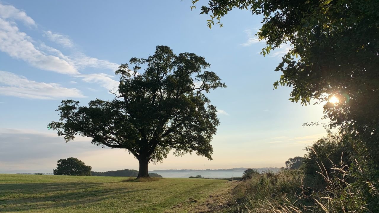 Upp wants to upcycle unused stalks, stems to make vegetarian proteins