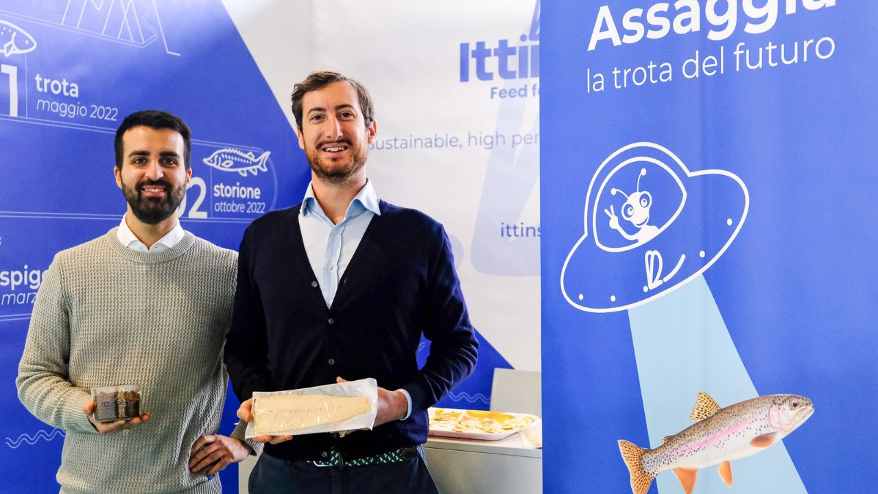 Ittinsect raises €625,000 to commercialise sustainable fish feed, made using insects