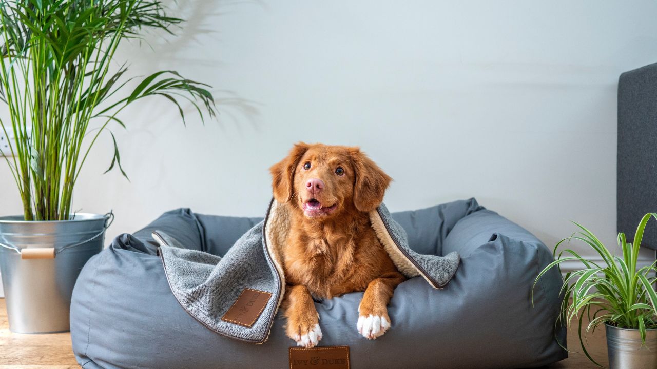 Qventures and Techstars co-lead $450,000 round for pet insurer Fluffy