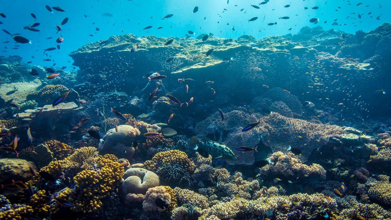 Ocean 14 captures €130 million for marine impact fund