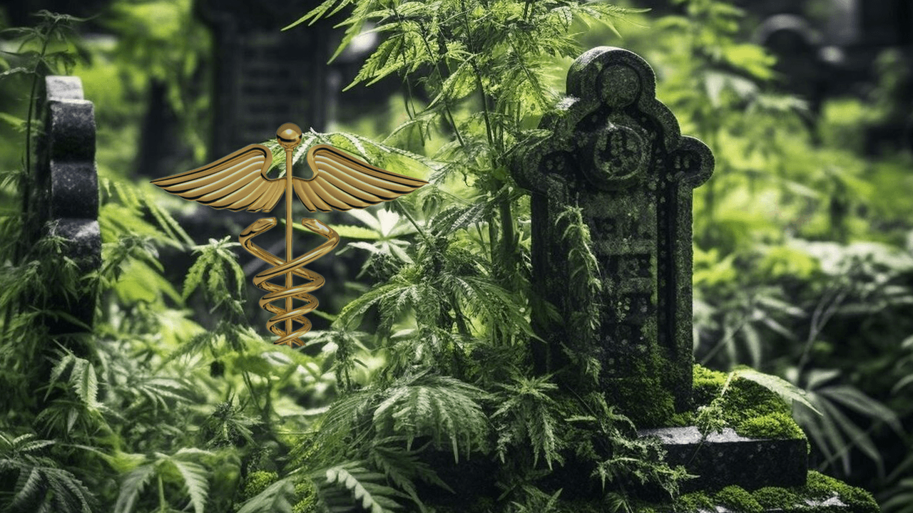 80% of Germany's medical cannabis startups set to die a painful death