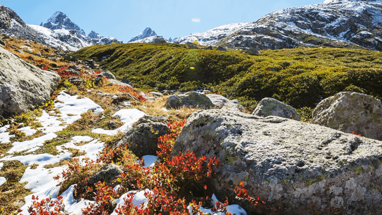 Istanbul's Erguvan secures funding for carbon credit marketplace at $7.33M valuation