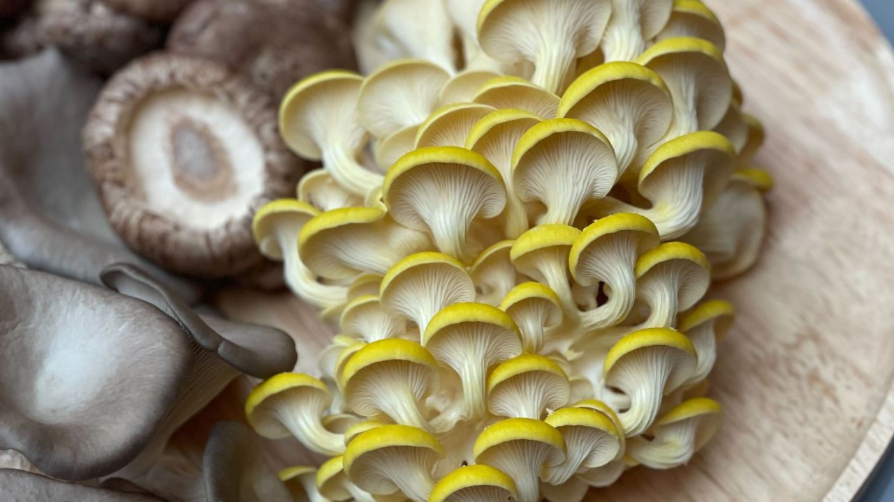 Berlin agritech startup Tupu raises $3.2M to advance urban mushroom farming