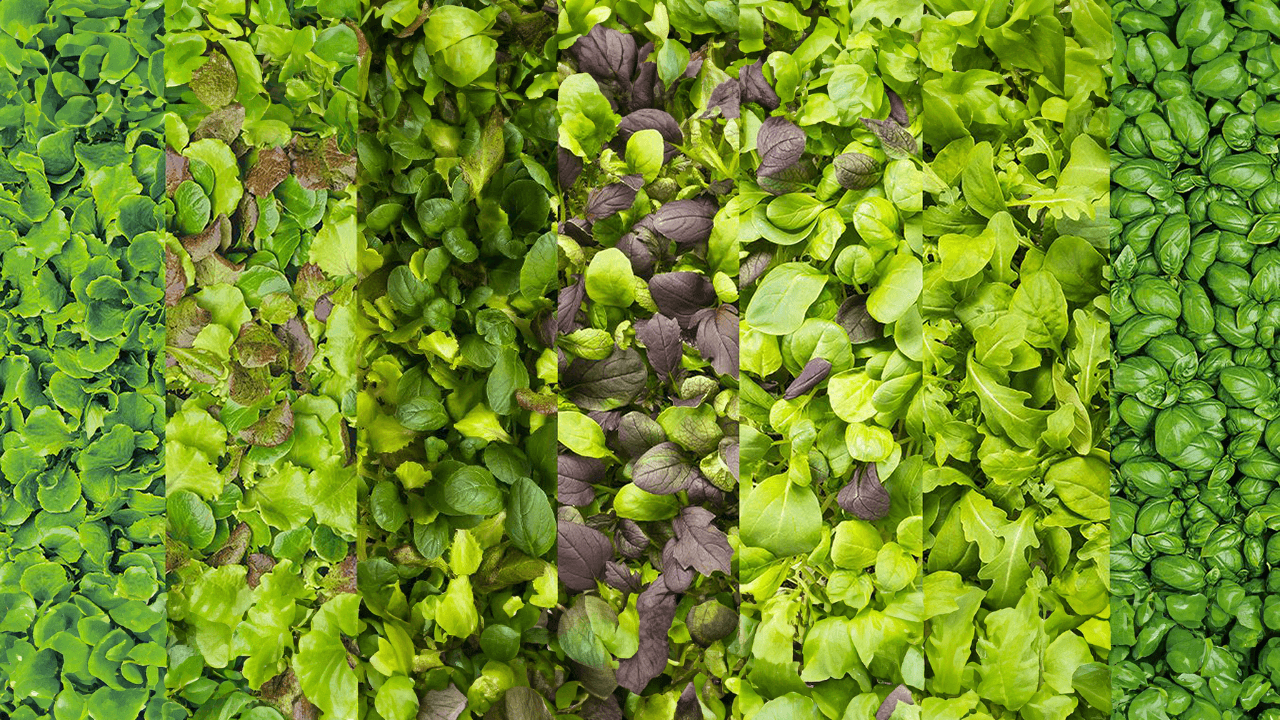 Italian vertical farming startup Planet Farms secures $40M at $500M valuation