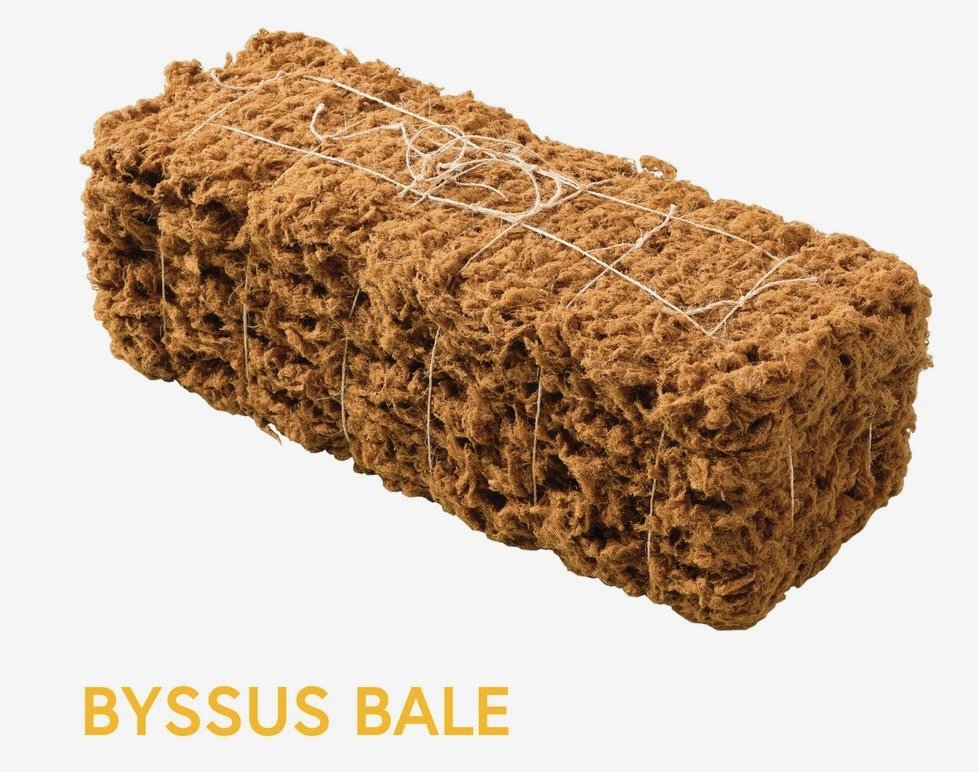 byssus-mussel-indicator2-81