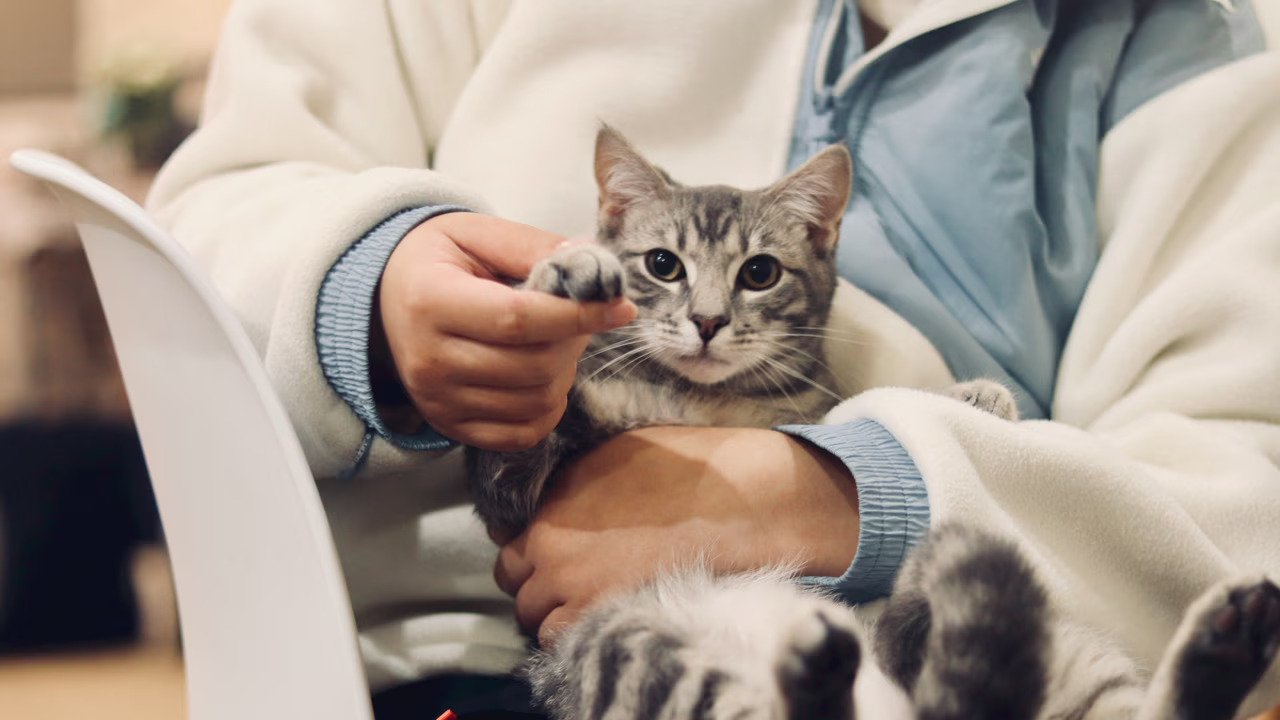 HawkCell raises €5M Series A for veterinary MRI plug-and-play tech