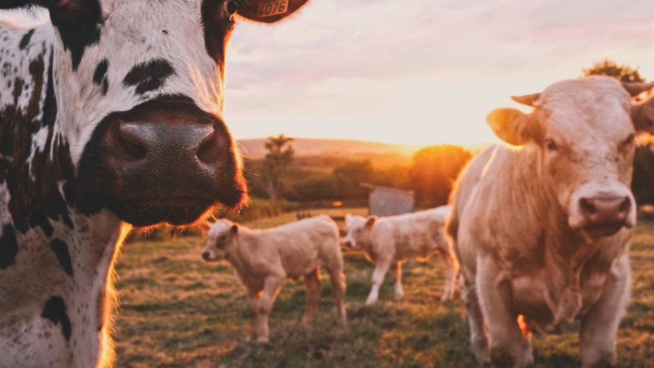 Agteria Biotech has found a way to reduce methane emissions from cows
