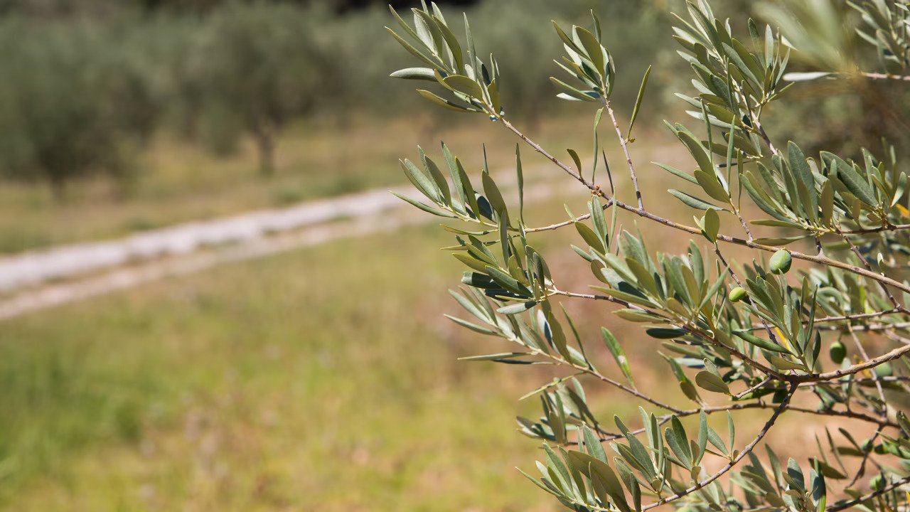 CinSOIL pioneers soil carbon sequestration for a greener agrifood sector
