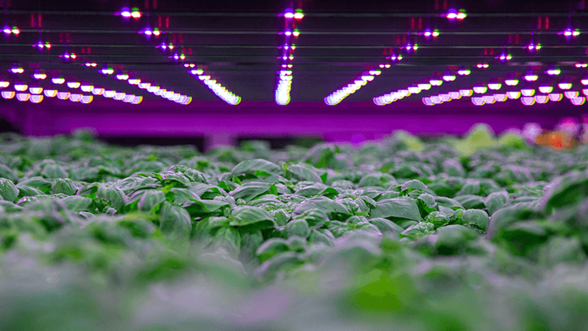 A growbed for agrifood startups: How Spain attracts foodtech & agritech founders