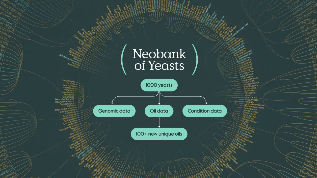 Creating biotech for the post-deforestation era: SMEY launches NOY, a 'Neobank of Yeasts' for cultivated oils
