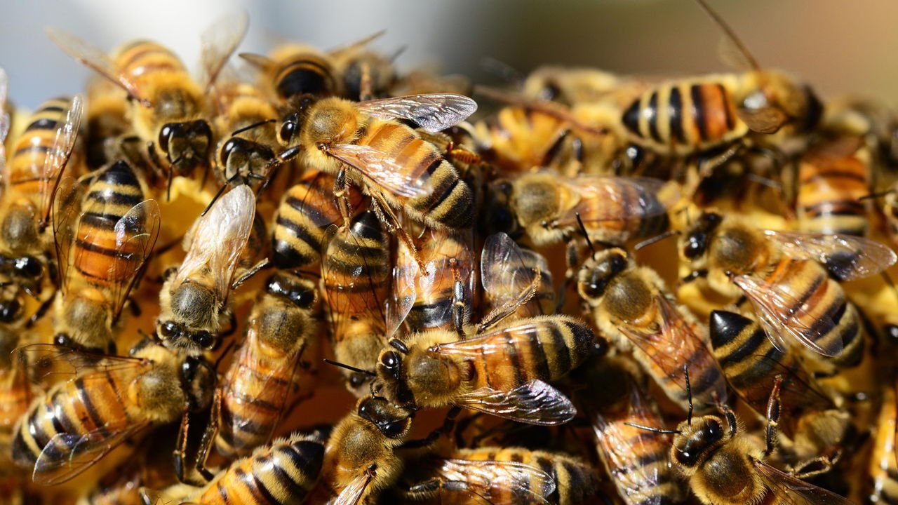 Europe boasts a “swarm” of global-scale AI firms, says VC