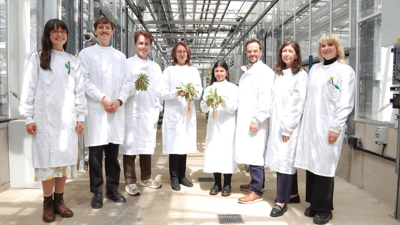 QuberTech raises £3.4M to develop sustainable natural rubber from engineered dandelions